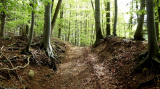 Aufwärts auf Forstweg